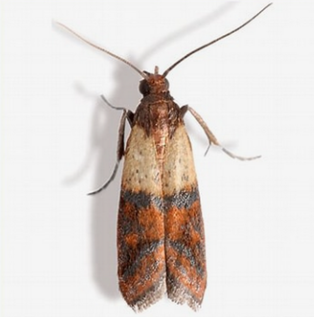 indian meal moth